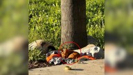 Little Stray Puppy Waits On A Blanket At A California Construction Site Hoping For A Home