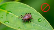 El helecho crea un ambiente perfecto para la proliferación de garrapatas: ¿qué precauciones hay que tomar?