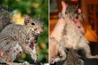 'Zombie squirrels' covered in oozing warts spotted sulking through US backyards
