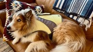 Do Florida storms scare your dog? A new drug could help.
