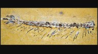 Minúsculos fósiles revelan una historia evolutiva de los artrópodos