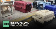 Cockfighting ring busted in Kensington section of Philadelphia, officials say