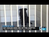 Animal Care and Control's mid