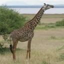 How many giraffe species are in Africa? New scientific analysis quadruples the count