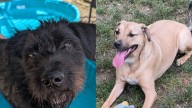Meet the North Jersey adoptable pets of the week: Dax and Georgia