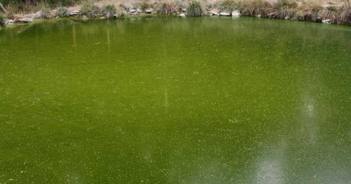 Harmful Algal Blooms - Are My Cattle in Danger?