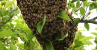 Recomiendan máxima precaución ante ataques de abejas en temporada de enjambrazón