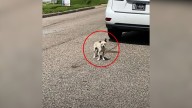 Stray Pup In Texas Stands Out To A Rescuer Who Realizes He Needs Help