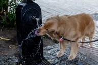 Bajan los golpes de calor en mascotas gracias a la mayor concienciación de la población