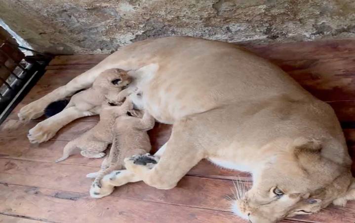 Nacen tres leoncitos en el Zoológico de Mérida