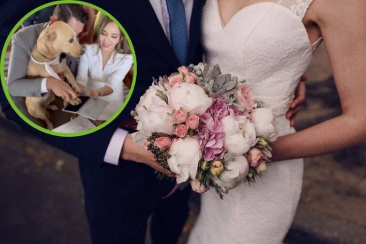 Video viral: Perrito destaca como testigo en boda civil de sus dueños