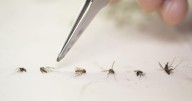 New neuroinvasive cases of West Nile detected in New Orleans. Here's where city will spray.