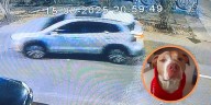 Camioneta robada en Bogotá tenía a Thor, un perro pitbull que su familia intenta recuperar