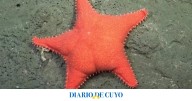 La “Estrella Culona” tiene más imagen positiva que cualquier político