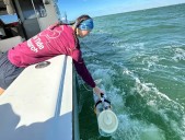 Florida's Gulf Coast Sees Red Tide Retreat; No Activity Reported
