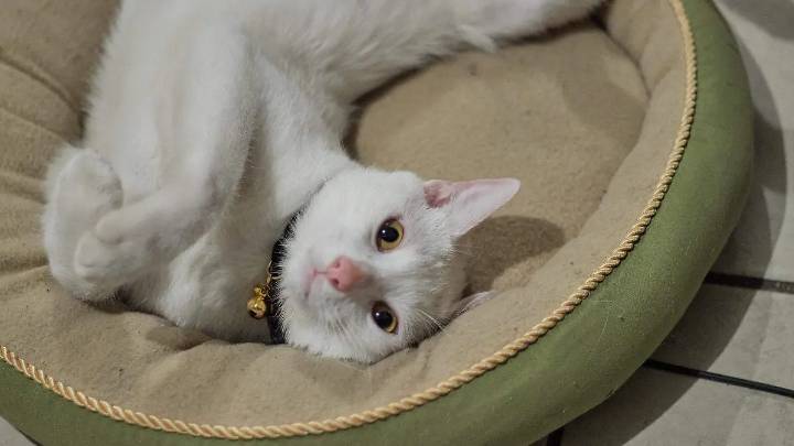 ¿Por qué hay 3 fechas para celebrar el Día del Gato? Estas son y qué significan