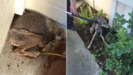 California Woman Found A ‘Sick Dog’ Under A Porch Only To Realize It Was Something Else Entirely