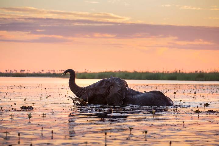'If you think you need a television in your room, you are in the wrong place': Why sleeping under canvas makes for a complete safari experience