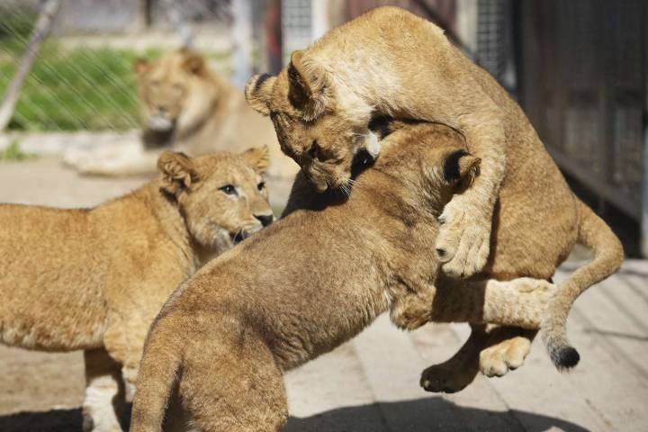 Zoo Welcomes Rare Lion Cubs in Hopes of Reintroducing Subspecies into the Wild