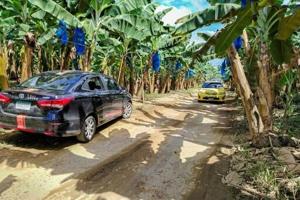 US banana giant Chiquita returns to Panama
