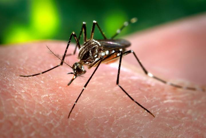 West Nile Virus Detected in Mosquitoes Across Ross County