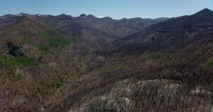 Unburned trees left after Oregon’s Labor Day Fires are dying — a potential blow to future forests