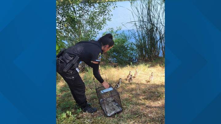 San Antonio crews rescue ACS officers and baby geese