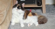 The perfect cat products for a fussy cat – from Katkin's fresh food to Petlibro's fountain