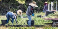Gobierno de Trump dice que ha arrestado a más 300.000 indocumentados desde enero