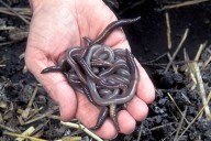 No worms in the garden? Blame it on the heat and dry soil