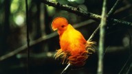 70 years of data show extreme heat is already wiping out tropical bird populations