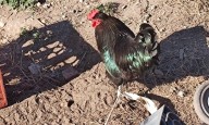 Tras la revelación de La Brújula 24, allanan al chino acusado de torturar gallinas