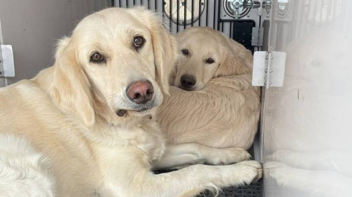 Police want to know who dumped a dog, 6-month-old puppy near Pioneer Elementary