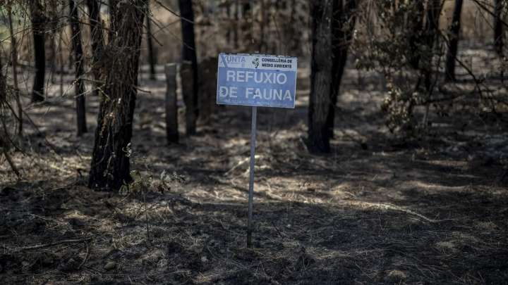 Lo peor está por venir, advierten los expertos: después de las llamas llega el "post incendio"