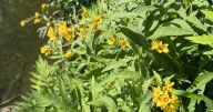 Bucknell professor: invasive plant more widespread than believed in region
