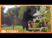 400-Pound Bear in Massachusetts Town Puts Residents on Alert