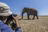 Footage of Man Pouring Beer Down Elephant’s Trunk Causes Outrage