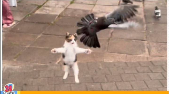 ¡Ternura! Gato se hizo viral en una plaza por sus saltos (VIDEO)