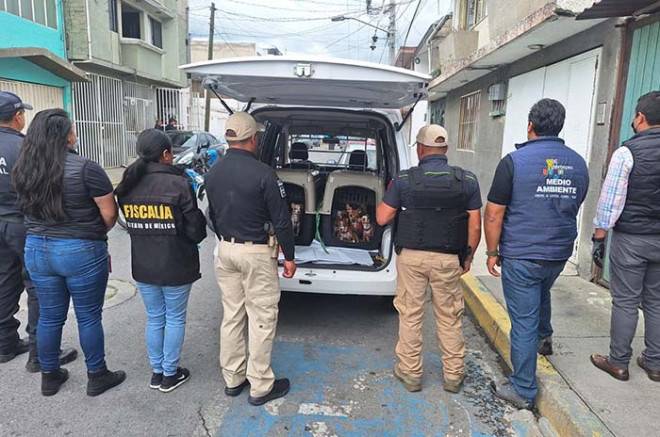 Rescatan en #Metepec a 36 lomitos maltratados, tras denuncia ciudadana