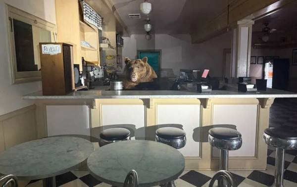 Un oso irrumpe en heladería y se da un festín de sabores