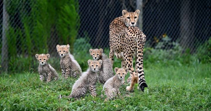 Cheetah cubs arrive in Richmond