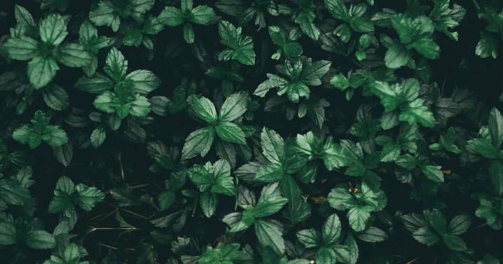 Plantas que “caminan” o se mueven para sobrevivir