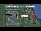 Mosquitoes test positive for West Nile Virus in Naperville: Officials