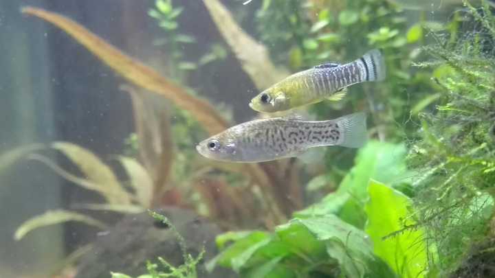 Reintroducen 350 ejemplares de pez fartet nacidos de parentales de Adra en el Paraje Natural Desembocadura del río Guadalhorce