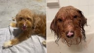 Forgotten Dog In Texas With Fur Full Of Trash Experiences His First Bath