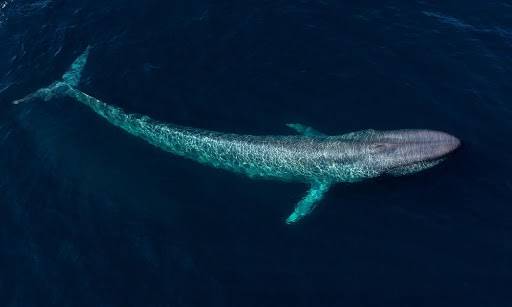 Descubren especie extinta de ballena dentada en Australia