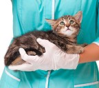 Nueva jornada de vacunación antirrábica para mascotas