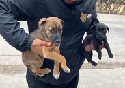 Rescatan a dos cachorros que se vendían ilegalmente cerca de la garita de San Ysidro