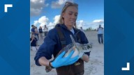 'Sunflower' the green sea turtle released into Atlantic Ocean by Mystic Aquarium