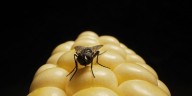 Corporate America is eating its seed corn